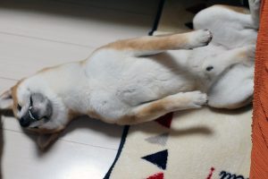 柴犬ハナ、眠い！