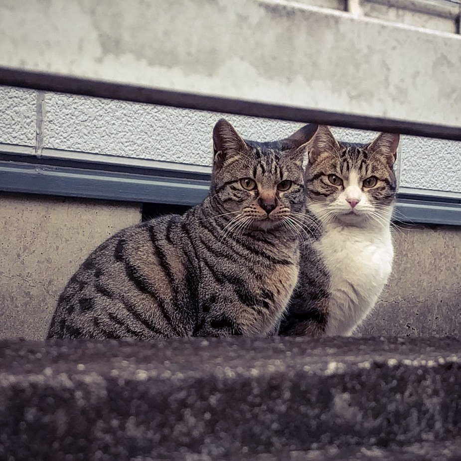 野良猫の保護 野良猫の保護