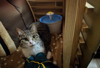 家に来たばかりの保護猫ニコ（生後1年位）