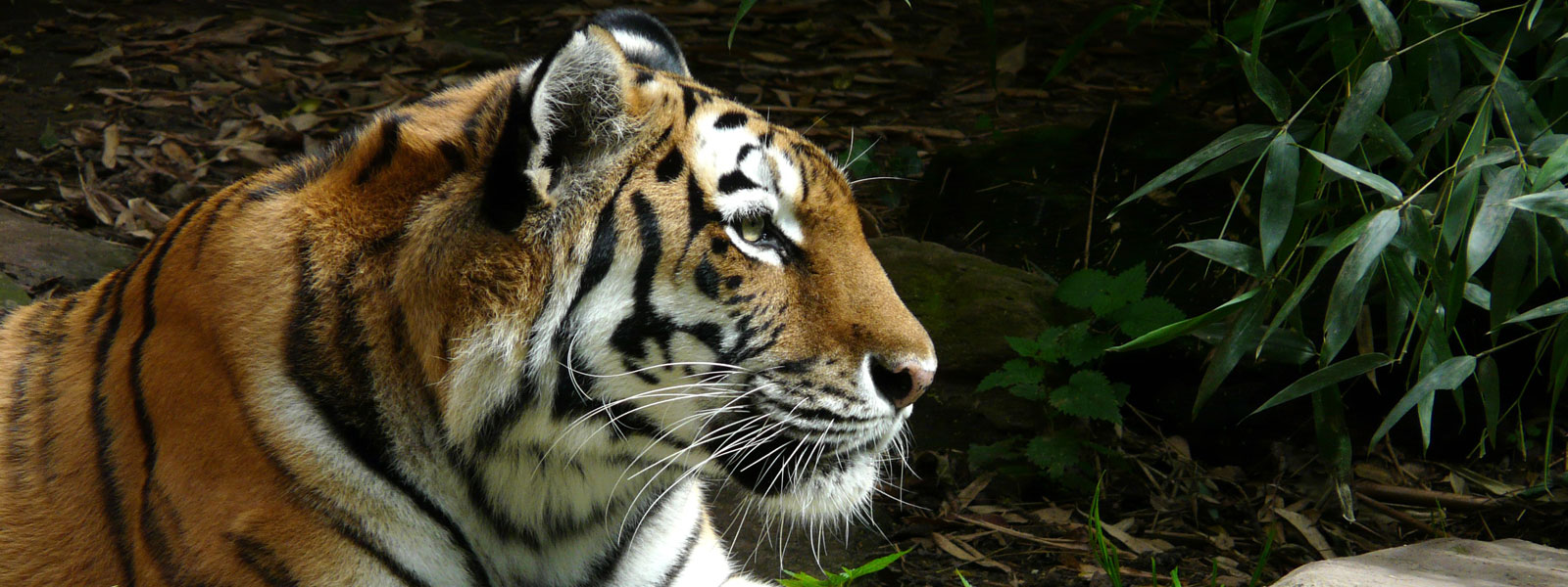 Tiger Tiger