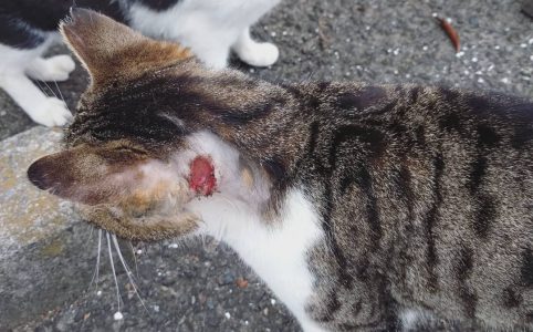 猫の首の怪我